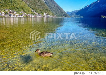 The duck swims in the clear water of a beautiful mountain lake. 74197838