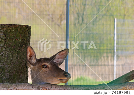 Out of focus. Close-up view of a sika deer near a tree. 74197992