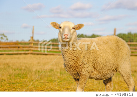A beautiful light lamb stands and looks straight. Pets. A beautiful light lamb stands and looks straight. Pets. 74198313