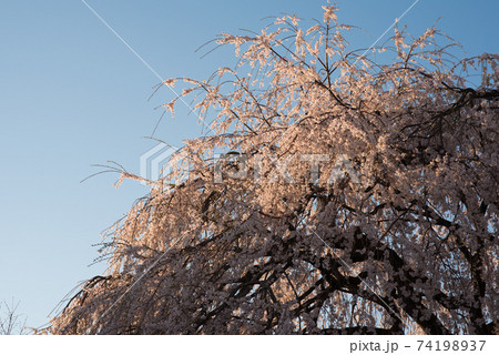 京都京都市上京区の寺町通り沿いの本満寺の桜と夕日 74198937