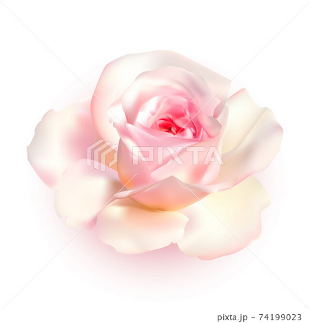 Rose with soft pink and white petals isolated on white background. Beautiful flower, single elegant decorative plant. Vector illustration 74199023