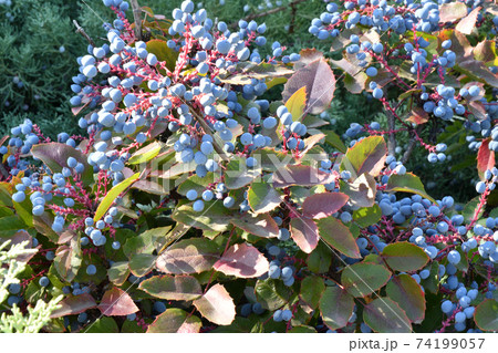 Blue Mahonia berries (Latin Mahonia aquifolium) or Oregon grapes 74199057