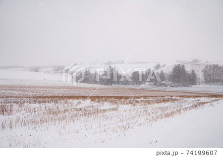 美瑛雪霞の丘の風景 美瑛雪霞の丘の風景 74199607