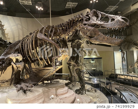 国立科学博物館にある恐竜の化石 国立科学博物館にある恐竜の化石 74199929