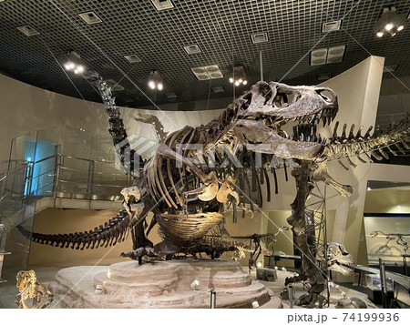 国立科学博物館にある恐竜の化石 74199936