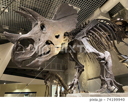 国立科学博物館にある恐竜の化石 国立科学博物館にある恐竜の化石 74199940