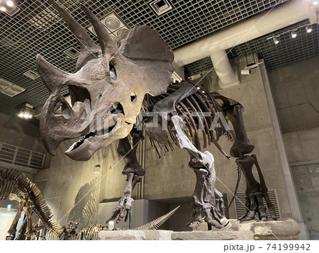 国立科学博物館にある恐竜の化石 74199942