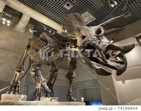 国立科学博物館にある恐竜の化石 74199944