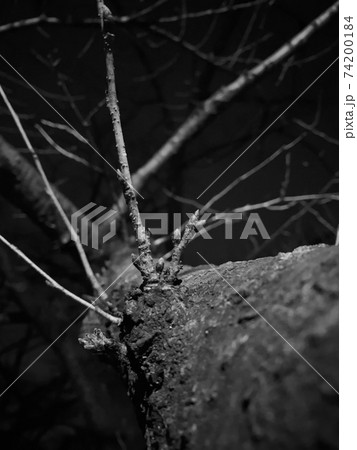 夜の世界 夜の世界 74200184