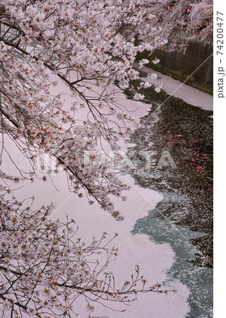 東京観光【春：目黒川の桜並木で花見】大量の花筏1 74200477