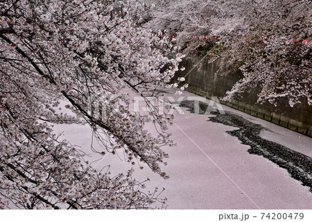 東京観光【春：目黒川の桜並木で花見】大量の花筏3 74200479