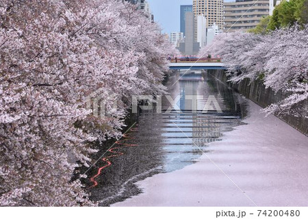 東京観光【春：目黒川の桜並木で花見】大量の花筏4 74200480