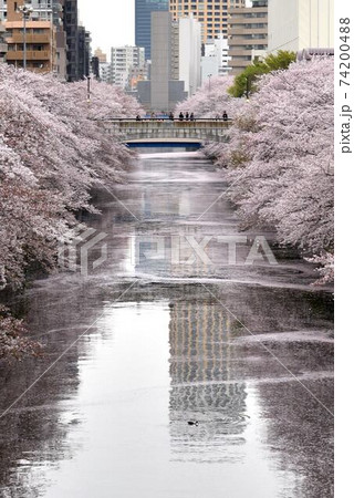 東京観光【春：目黒川の桜並木で花見】大量の花筏12 74200488