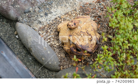 カエルの置物 カエルの置物 74200965