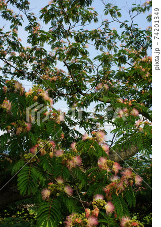 ねむの木はピンクの可愛い花ですね、ねむねむねむねむ 74201349