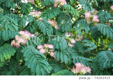 ねむの木はピンクの可愛い花ですね、ねむねむねむねむ 74201415