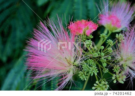 ねむの木はピンクの可愛い花ですね、ねむねむねむねむ 74201462