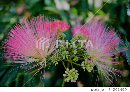 ねむの木はピンクの可愛い花ですね、ねむねむねむねむ ねむの木はピンクの可愛い花ですね、ねむねむねむねむ 74201490