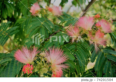 ねむの木はピンクの可愛い花ですね、ねむねむねむねむ 74201504