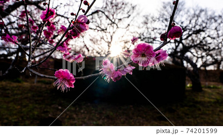 赤い花を咲かせる紅梅 74201599