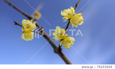 黄色い花を咲かせる蝋梅 74201604
