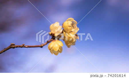 黄色い花を咲かせる蝋梅 74201614
