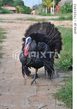 七面鳥　ターキー（雄）2 74201942