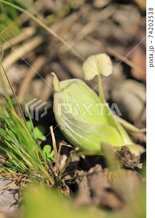 蕗 フキ の花 ふきのとうの写真素材