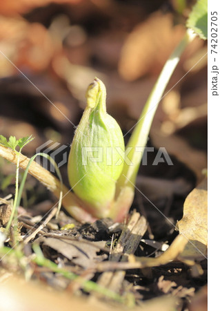 蕗 フキ の花 ふきのとう の写真素材