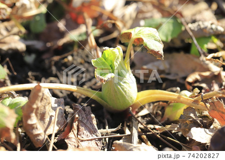 蕗（フキ）の花　ふきのとう　　　 74202827