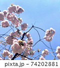 八重桜 74202881