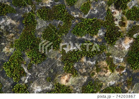background, texture - green moss on the surface of the rock 74203867