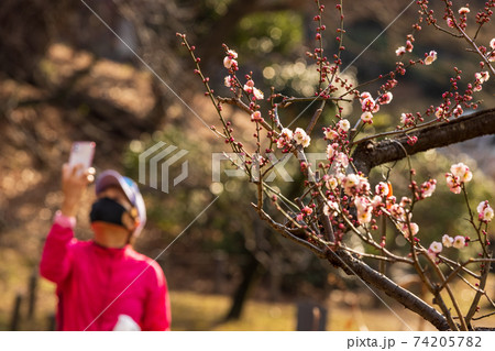 公園の梅の花の写真を撮る赤い服を着た女性の写真素材 [74205782] - PIXTA
