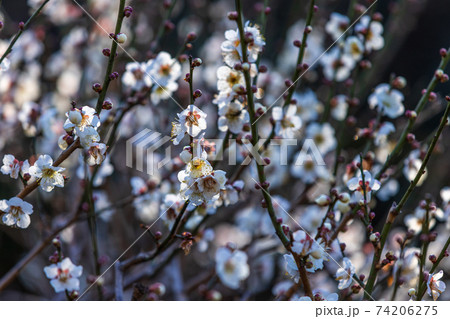 白梅と蕾、2月横浜大倉山公園 白梅と蕾、2月横浜大倉山公園 74206275