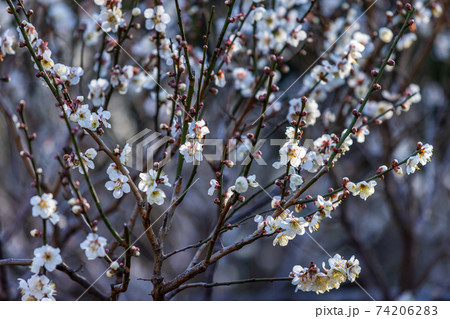 白梅と蕾、2月横浜大倉山公園 白梅と蕾、2月横浜大倉山公園 74206283