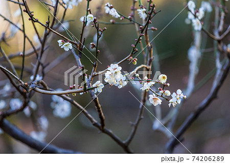 白梅と蕾、2月横浜大倉山公園 白梅と蕾、2月横浜大倉山公園 74206289