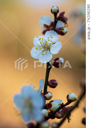 白梅と蕾、2月横浜大倉山公園 白梅と蕾、2月横浜大倉山公園 74206290