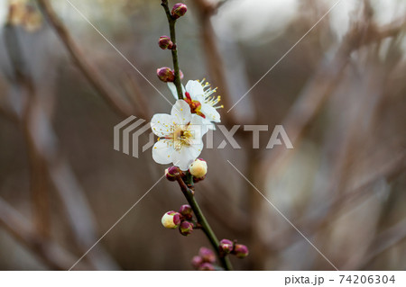 白梅と蕾、2月横浜大倉山公園 白梅と蕾、2月横浜大倉山公園 74206304