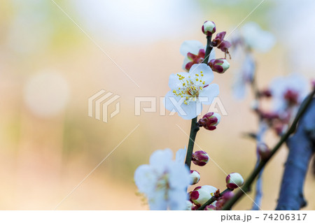 白梅と蕾、2月横浜大倉山公園 白梅と蕾、2月横浜大倉山公園 74206317