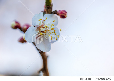 白梅と蕾、2月横浜大倉山公園 白梅と蕾、2月横浜大倉山公園 74206325
