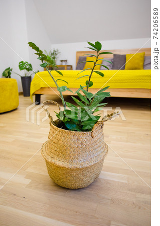 Plants serve as natural air cleaners and colourers 74206589