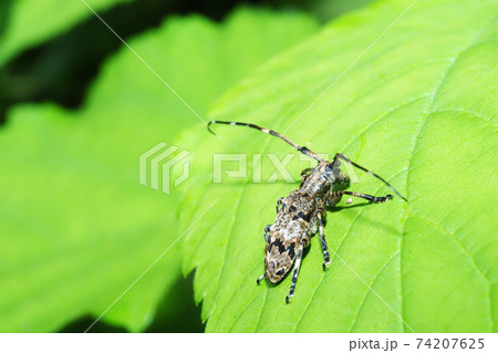 ナガゴマフカミキリ 74207625