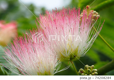 ネムの花 74208284