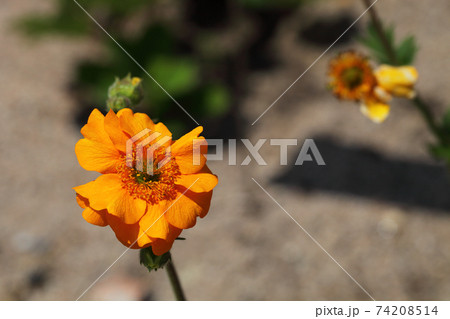 ゲウムの花 ゲウムの花 74208514