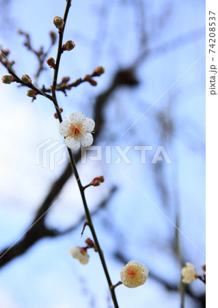 ウメの花 南高 ウメの花 南高 74208537
