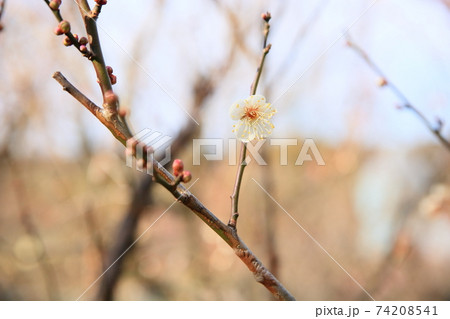 ウメの花　揚羽の蝶 74208541