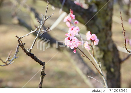 ウメの花　紅冬至 74208542