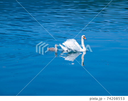 White swan with cygnet 74208553