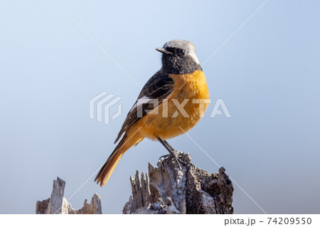 ジョウビタキ_2 74209550