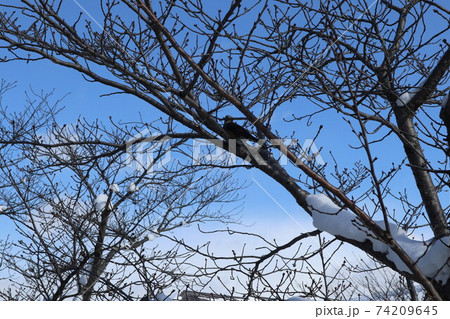 雪の山口一の坂川 雪の山口一の坂川 74209645